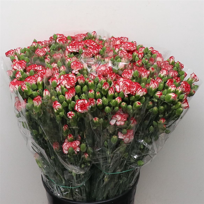 <h4>Di Tr Minueto Red White Super X200</h4>