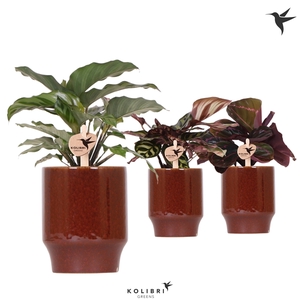 Kolibri Greens Calathea mix in Classy pot red