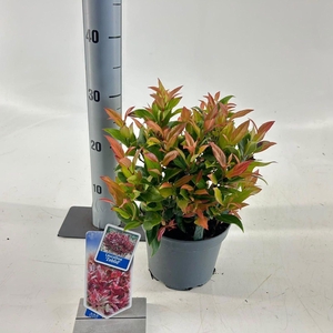 Leucothoe axillaris Zeblid