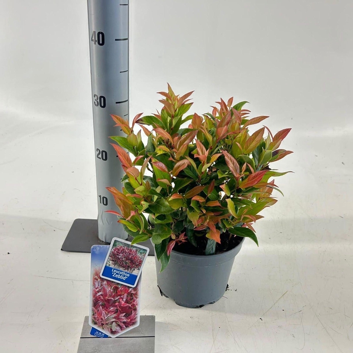 <h4>Leucothoe axillaris Zeblid</h4>