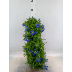 Perkplanten   ...sorted   [Bedding]