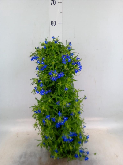 <h4>Perkplanten   ...sorted   [Bedding]</h4>