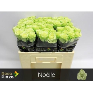 Rosa large noelle!