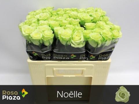 <h4>Rosa large noelle!</h4>