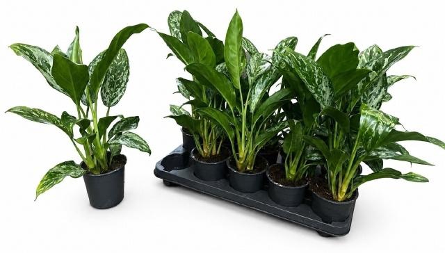 <h4>AG KL GREEN LADY</h4>