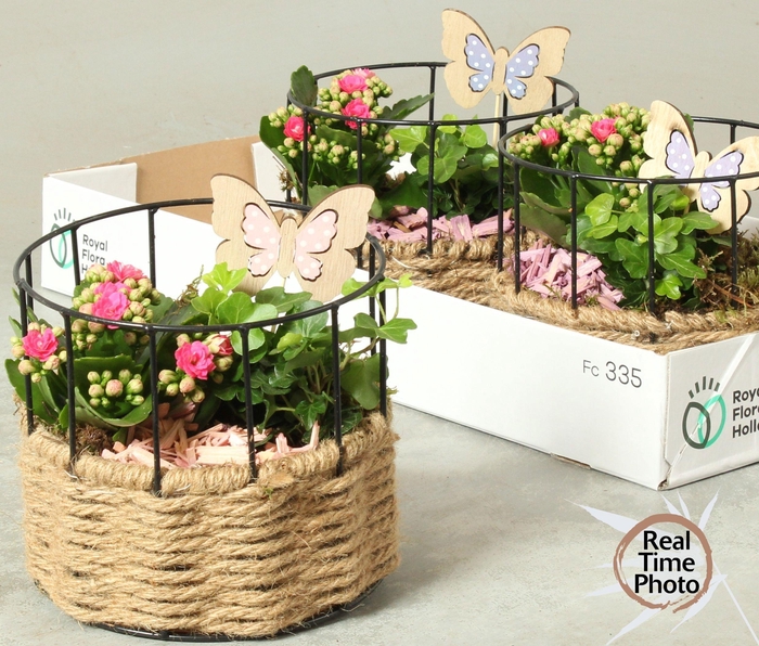 <h4>ARR KAMERPL</h4>