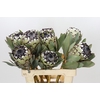 Protea Barbigera Snow Leopard Air