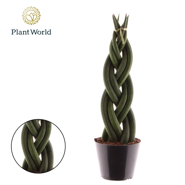 <h4>Sansevieria cylindrica 'Twist'</h4>