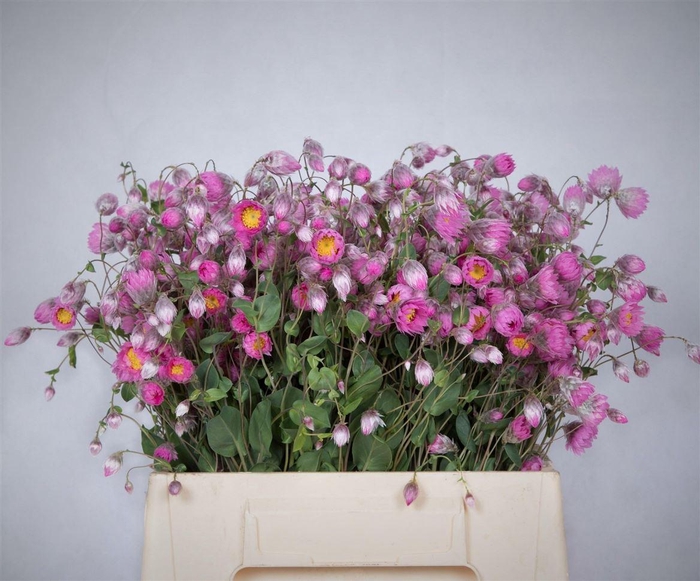 <h4>Rhodanthemum Chl Rosea Pb</h4>