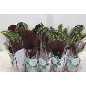 CALATHEA MEDALLION P12