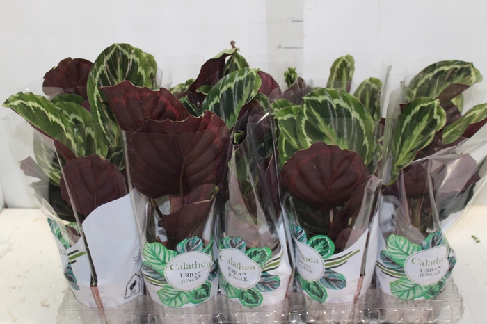 <h4>CALATHEA MEDALLION P12</h4>