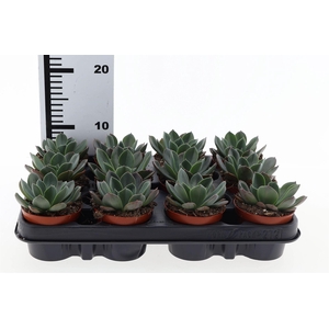 Echeveria   ...