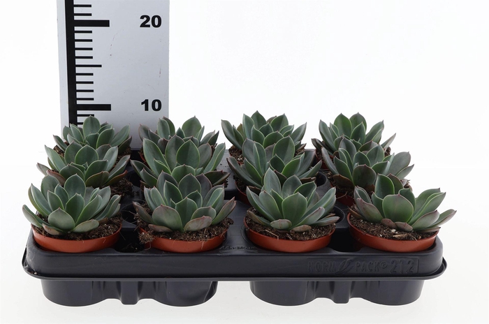 <h4>Echeveria   ...</h4>