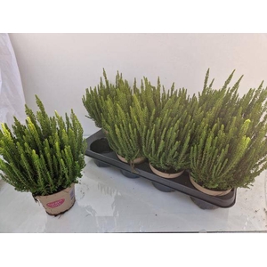 CALLU GA G ZELIA P12