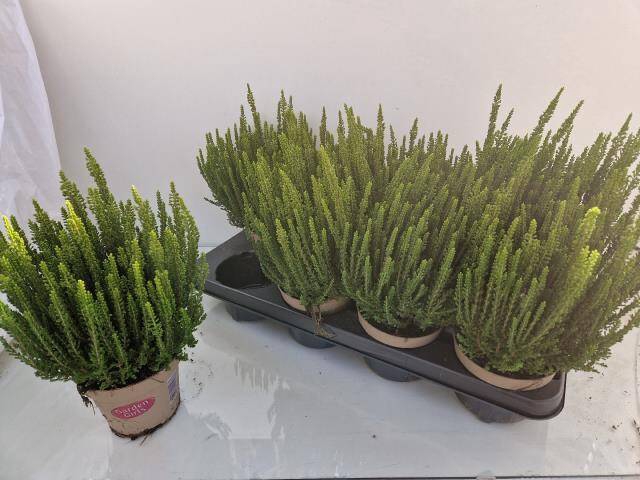 <h4>CALLU GA G ZELIA P12</h4>
