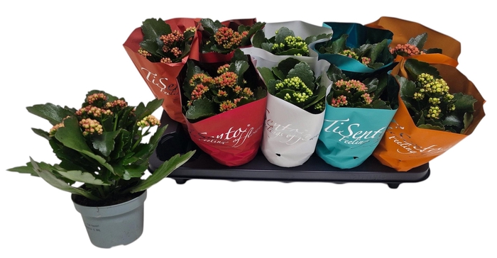 <h4>KAL GE GEM 5 KL</h4>