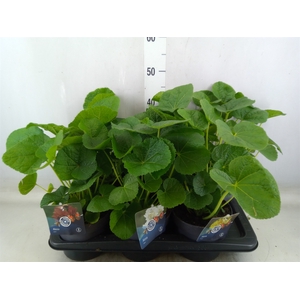 Alcea rosea