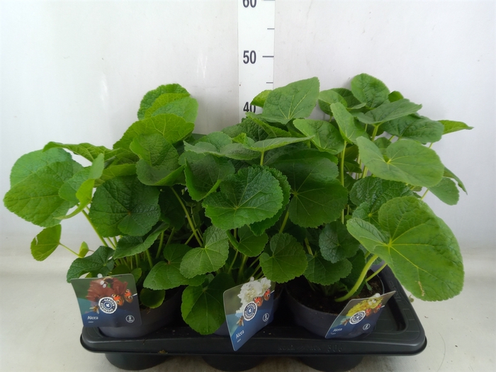 <h4>Alcea rosea</h4>