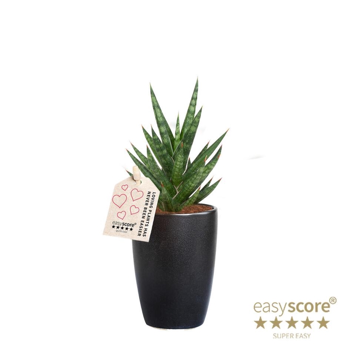<h4>SANSEVIERIA TRIFASCIATA</h4>