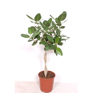Ficus Benghalensis