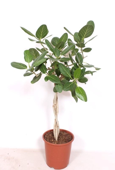 <h4>Ficus Benghalensis</h4>