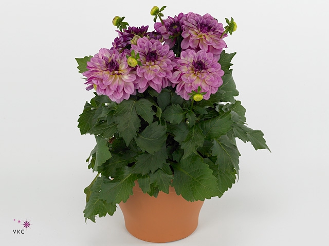 DAHL D LAB GR ROSE