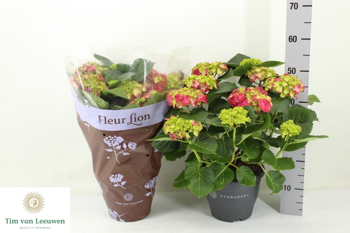 <h4>HYDR M HI FIRE</h4>