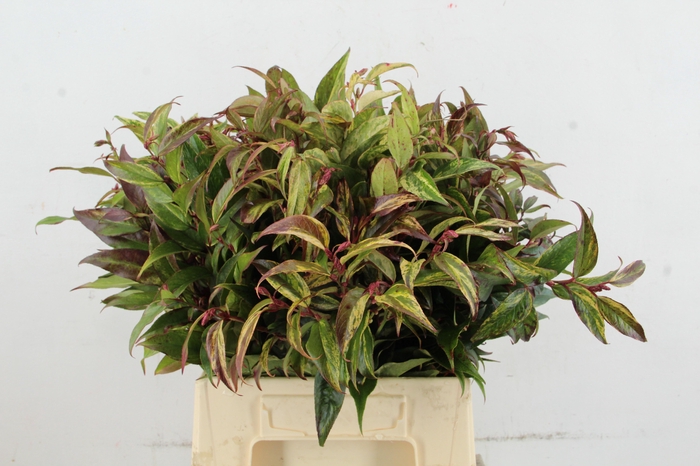 <h4>LEUCOTHOE RAINBOW  045CM</h4>