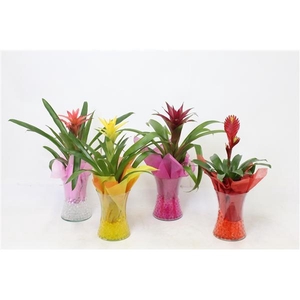 Bromelia variés