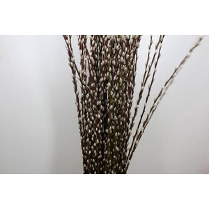 Salix Wilgenkatjes 120cm