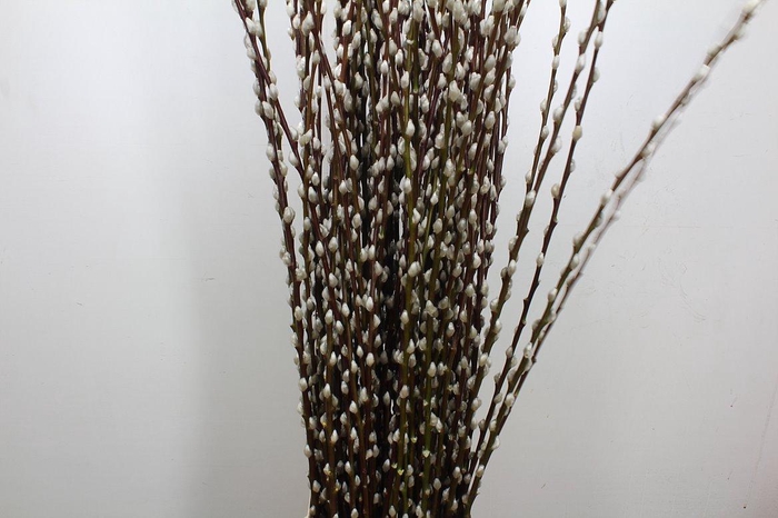 <h4>Salix Wilgenkatjes 120cm</h4>