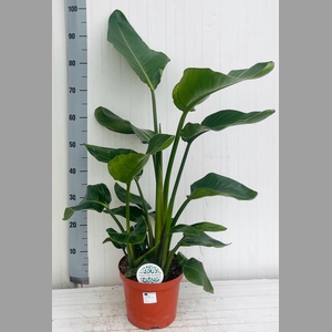 STRELITZIA NICOLAI