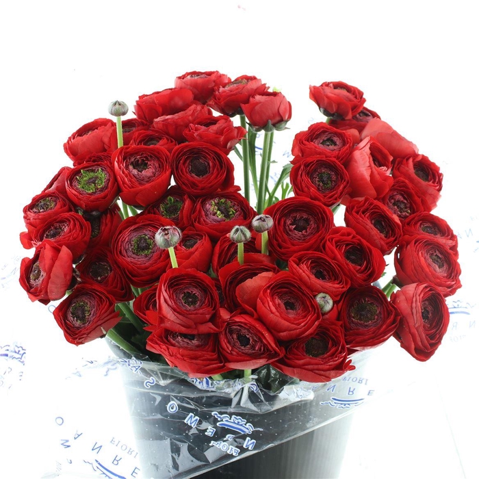 <h4>Ran Su Sr Valentino Super</h4>