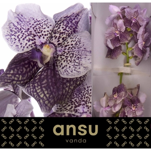 Vanda Mauve Plum