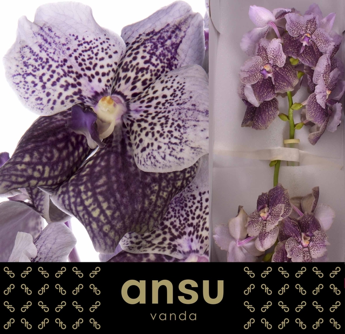 <h4>Vanda Mauve Plum</h4>