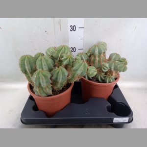 Euphorbia   ...