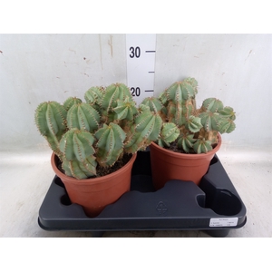 Euphorbia   ...