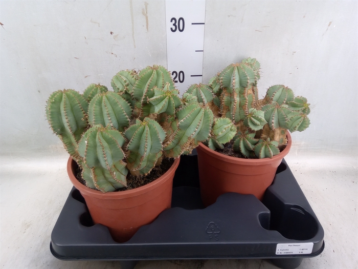 <h4>Euphorbia   ...</h4>