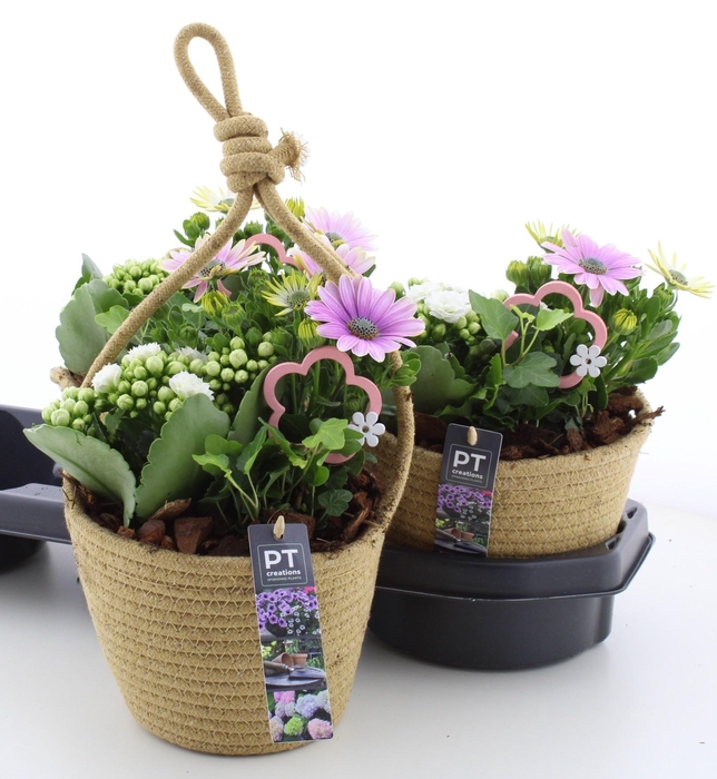 <h4>ARR TUINPLANTEN</h4>