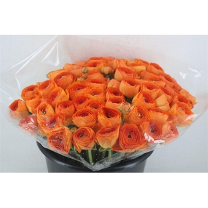 Ran Cloni Ex Lambada