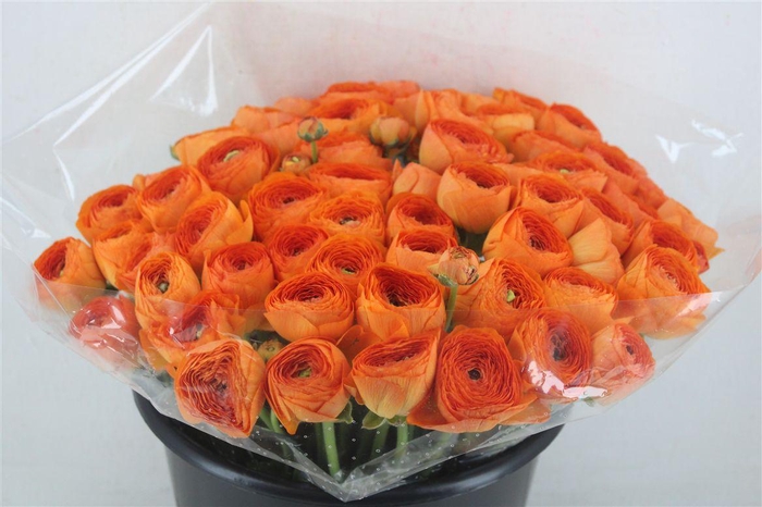 <h4>Ran Cloni Ex Lambada</h4>