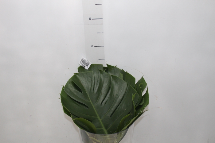 <h4>FOLHAGEM MONSTERA DELICIOSA 030 CM</h4>