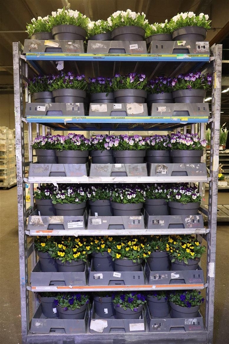 <h4>arr8 Vio Co Mixk 6kl 1 Kleur Per Fust</h4>