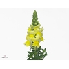 Antirrhinum It. Yellow