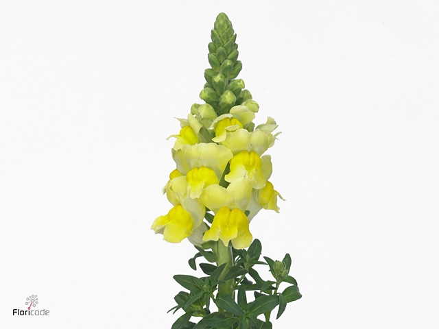 Antirrhinum It. Yellow