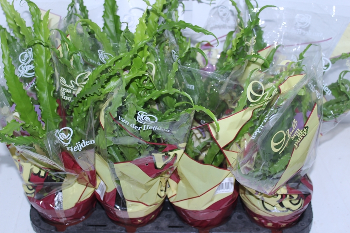 <h4>ASPLENIUM OSAKA CRESPO P14</h4>