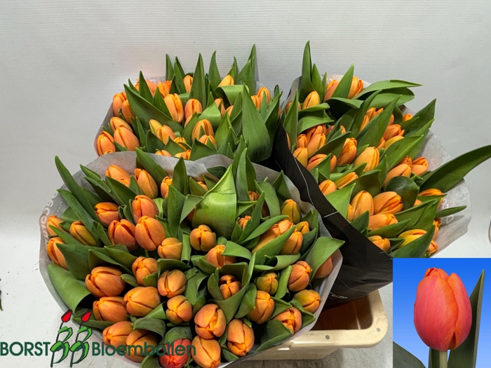 <h4>TU EN TIME OUT</h4>