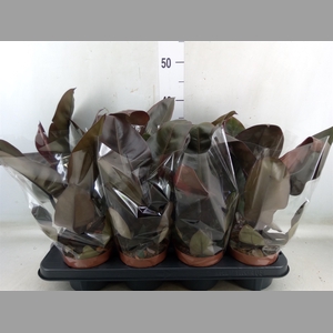 Philodendron   ...