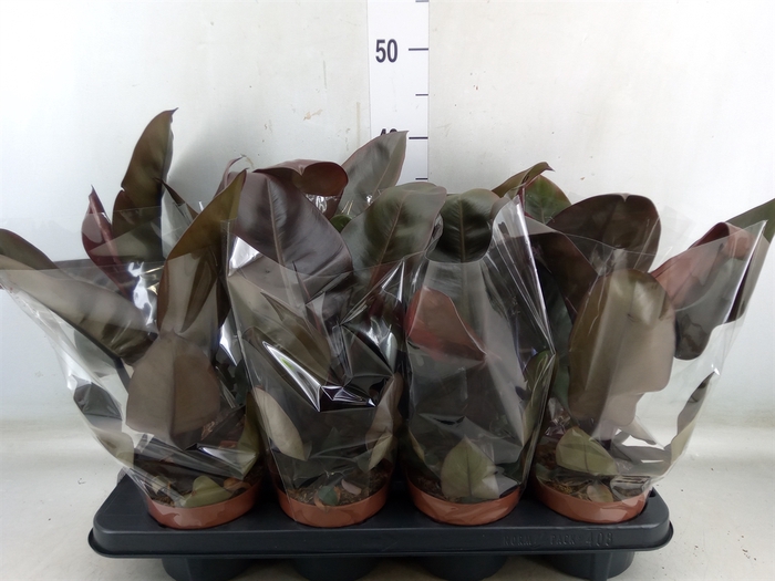 <h4>Philodendron   ...</h4>