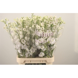 Delph El Dewi White Smile